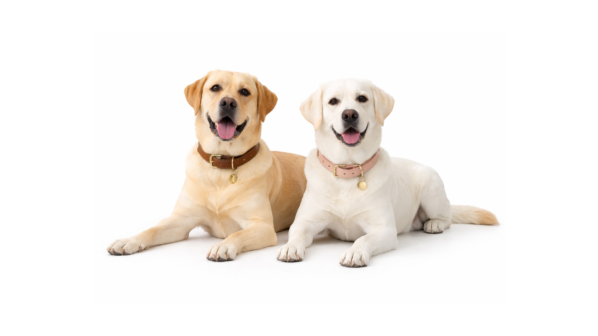 Find the Perfect Match for Your Pet with Petura